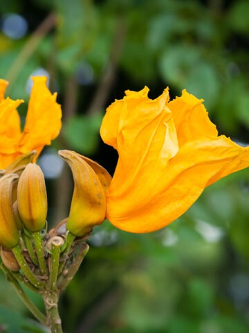Lg. African Gold Tulip Tree (spathodea campanulata) - Image 4