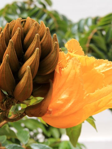 Lg. African Gold Tulip Tree (spathodea campanulata) - Image 3