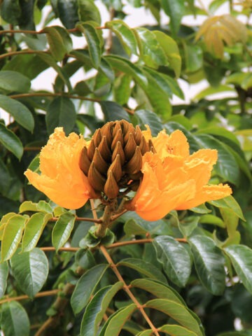 Alternative view of Lg. African Gold Tulip Tree (spathodea campanulata)