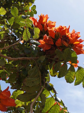 Alternative view of Lg. African Tulip Tree (spathodea campanulata)