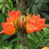 Lg. African Tulip Tree (spathodea campanulata)