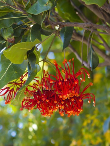Lg. Australian Firewheel Tree (stenocarpus sinuatus)