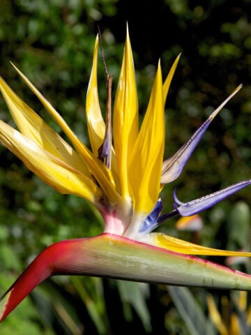 Alternative view of Lg. Mandelas Gold Bird of Paradise Plant (strelitzia reginae)