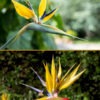 Mandelas Gold Bird of Paradise Plant (strelitzia reginae)