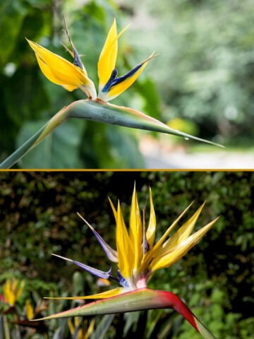 Lg. Mandelas Gold Bird of Paradise Plant (strelitzia reginae)