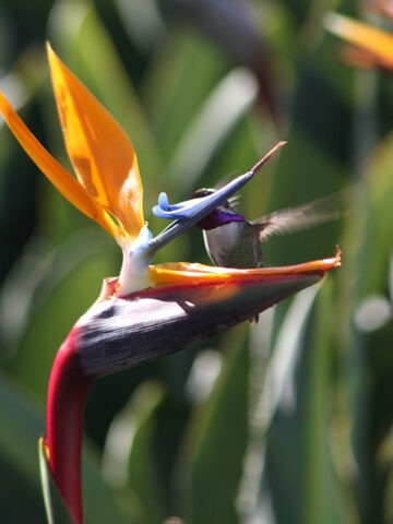 Lg. Tahitian Orange Bird of Paradise Plant (strelitzia reginae)