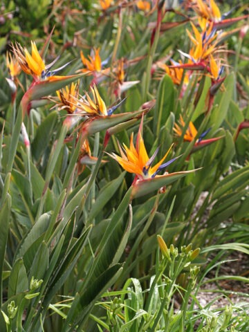 Alternative view of Lg. Tahitian Orange Bird of Paradise Plant (strelitzia reginae)