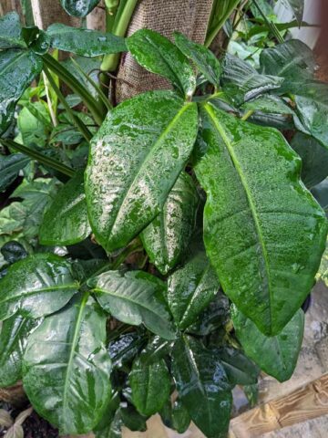 Bunny Ears Arrowhead Plant (syngonium auritum)