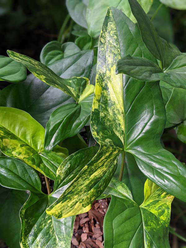 Aurea Variegata Arrowhead Plant syngonium Podophyllum Botanical Growers Aurea Variegata Arrowhead Plant syngonium Podophyllum Botanical Growers