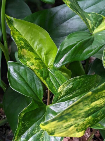 Alternative view of Aurea Variegata Arrowhead Plant (syngonium podophyllum)