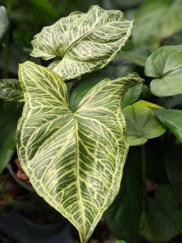 Alternative view of Batik Variegata Arrowhead Plant (syngonium)