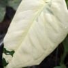Lg. Syngonium Chiapense Albo Variegata