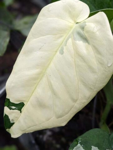 Lg. Syngonium Chiapense Albo Variegata