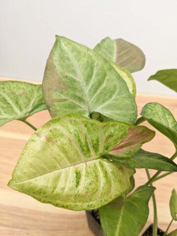 Alternative view of Confetti Arrowhead Plant (syngonium podophyllum)