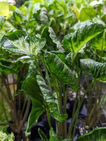 Alternative view of TWISTED GODZILLA Arrowhead Plant (syngonium podophyllum)