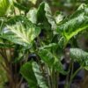 TWISTED GODZILLA Arrowhead Plant (syngonium podophyllum)