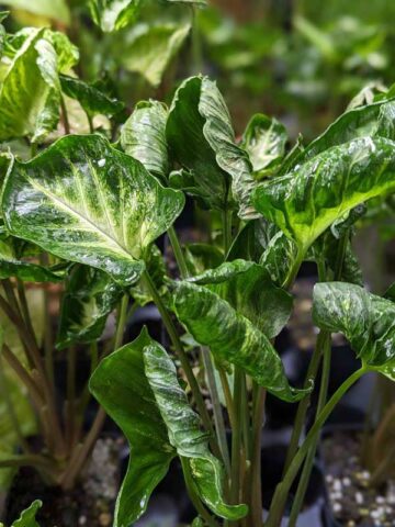 TWISTED GODZILLA Arrowhead Plant (syngonium podophyllum)