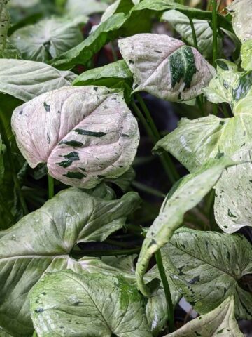 Alternative view of Green Splash Arrowhead Plant (It's New)