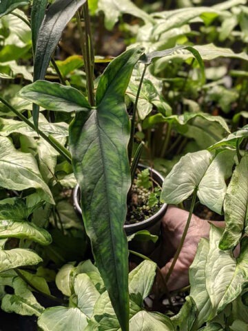 Lance Leaf Arrowhead Plant  (syngonium podophyllum)