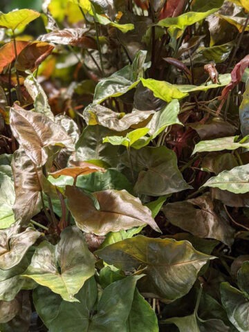 Alternative view of Maria Bronze Arrowhead Plant (syngonium podophyllum)