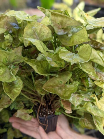 Alternative view of Pink Petite Arrowhead Plant (syngonium podophyllum)