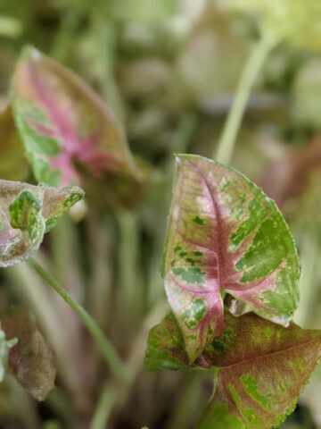 Pink Petite Arrowhead Plant (syngonium podophyllum)