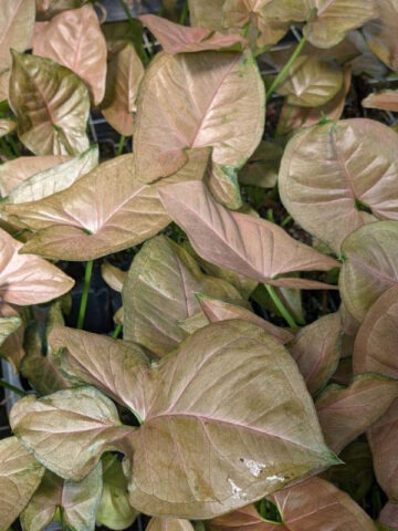 Strawberry Cream Arrowhead Plant (syngonium podophyllum)