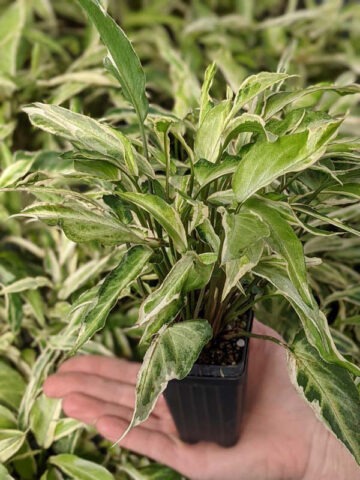 Alternative view of Starlite Arrowhead Plant (syngonium podophyllum)