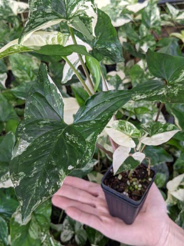 Alternative view of White Knight Albo Variegata Arrowhead Plant (syngonium)