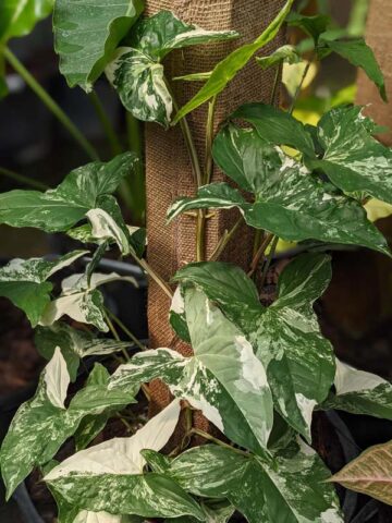 White Knight Albo Variegata Arrowhead Plant (syngonium)