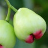 Lg. Malay Apple Tree (syzygium malaccense)