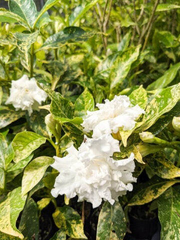 Lg. Variegated Double Crepe Jasmine Plant (tabernaemontana divaricata)