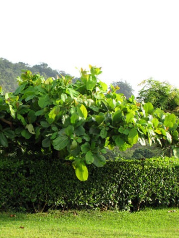 Lg. Tropical Almond Tree (terminalia cattapa)