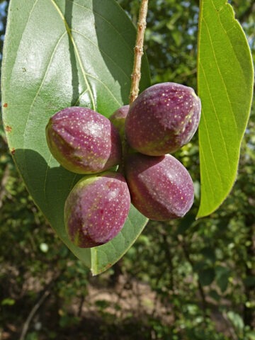 Alternative view of Lg. Tropical Almond Tree (terminalia cattapa)