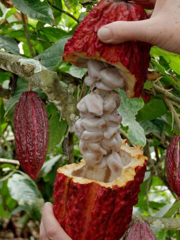 Lg. Real Chocolate Tree (theobroma cacao)