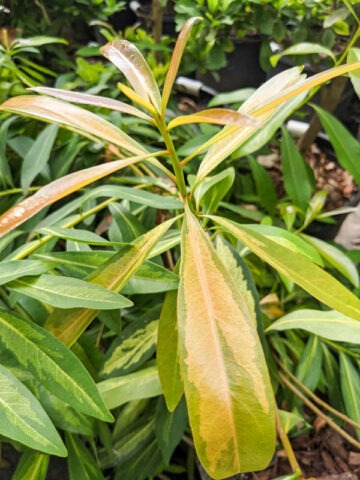 Alternative view of Lg. Showy Bi-Color Golden Penda Tree (xanthostemon chrysanthus bc)