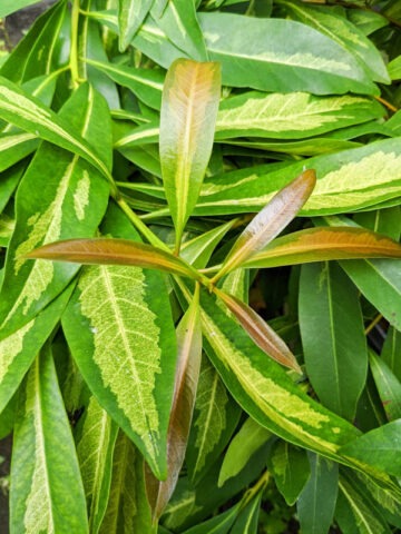 Lg. Showy Bi-Color Golden Penda Tree (xanthostemon chrysanthus bc)