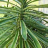 Lg. Tropical Variegated Spanish Dagger Yucca Plant (yucca aureamarginata)