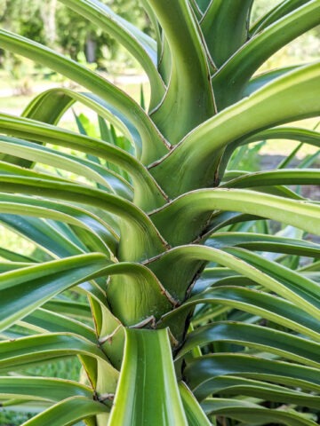 Alternative view of XL Giant Hawaiian Gold Giant Yucca (yucca elephantipes)