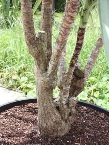 Lg. Spineless Silver Giant Yucca Plant (yucca elephantipes) - Image 4