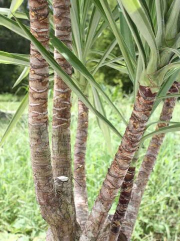 Alternative view of Lg. Spineless Silver Giant Yucca Plant (yucca elephantipes)