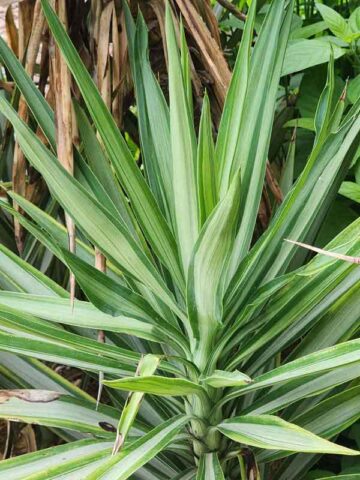 Lg. Spineless Silver Giant Yucca Plant (yucca elephantipes)