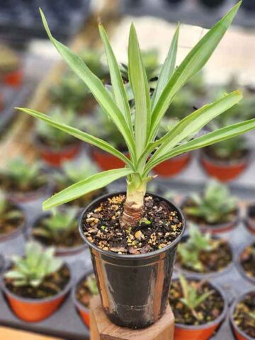 Lg. Spineless Silver Giant Yucca Plant (yucca elephantipes) - Image 5