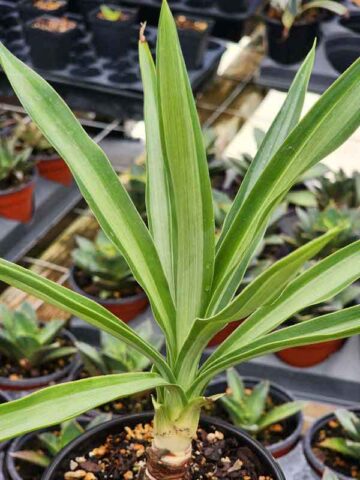 Lg. Spineless Silver Giant Yucca Plant (yucca elephantipes) - Image 6