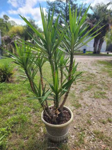 Lg. Spineless Silver Giant Yucca Plant (yucca elephantipes) - Image 3