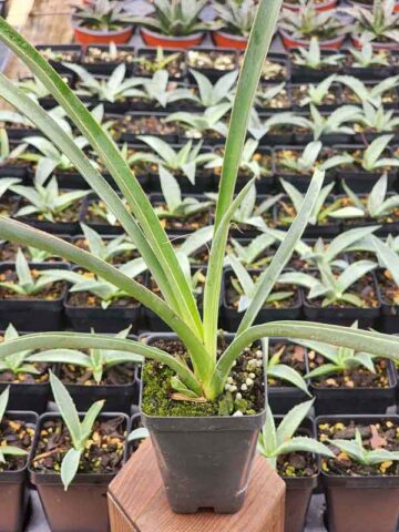 Multi-Headed Dragon Yucca Tree (yucca filifera) - Image 5