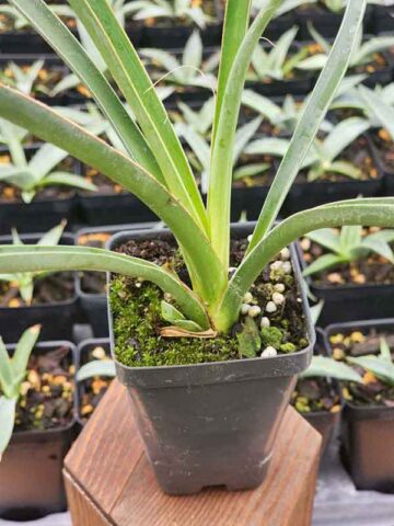 Multi-Headed Dragon Yucca Tree (yucca filifera) - Image 4