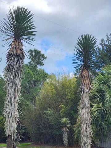 Alternative view of Multi-Headed Dragon Yucca Tree (yucca filifera)