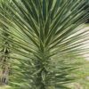 Lg. Ornamental Variegated Upright Yucca Plant (yucca gloriosa variegata)