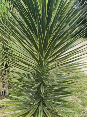 Lg. Ornamental Variegated Upright Yucca Plant (yucca gloriosa variegata)